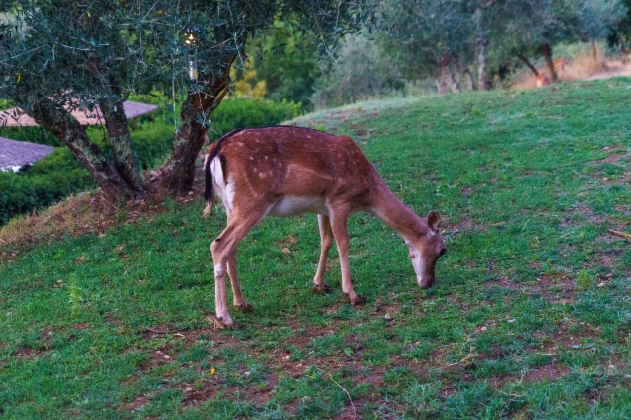 Celle Di Lecchi Nel Chianti Villa San Sano Eksteriør billede